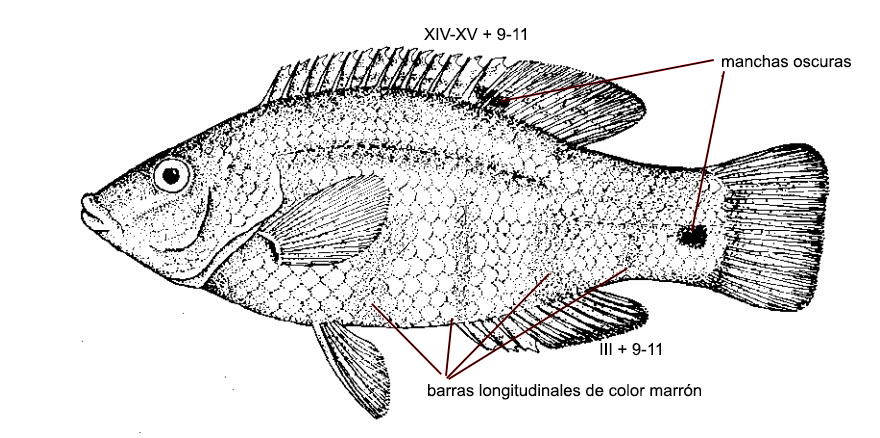 Symphodus bailloni_00001.jpg